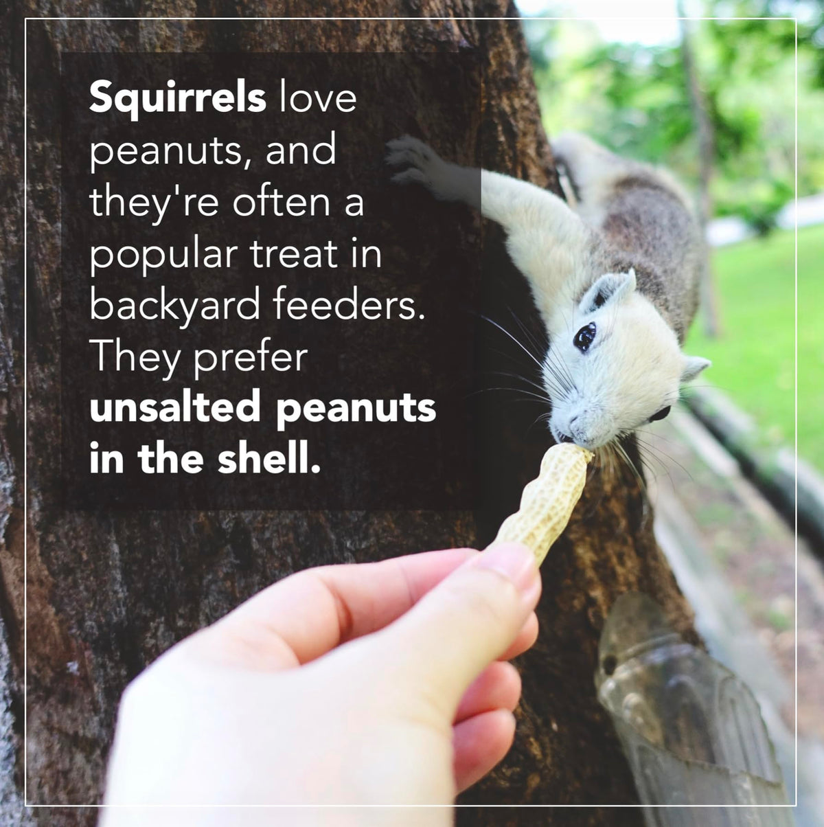 Raw Peanuts 25 LBS N242024