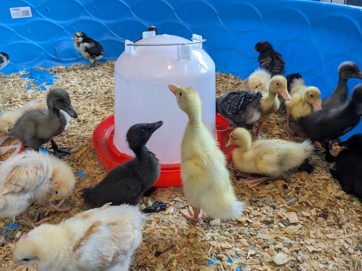 1.5-Gallon Poultry Waterer with Metal Handle B861