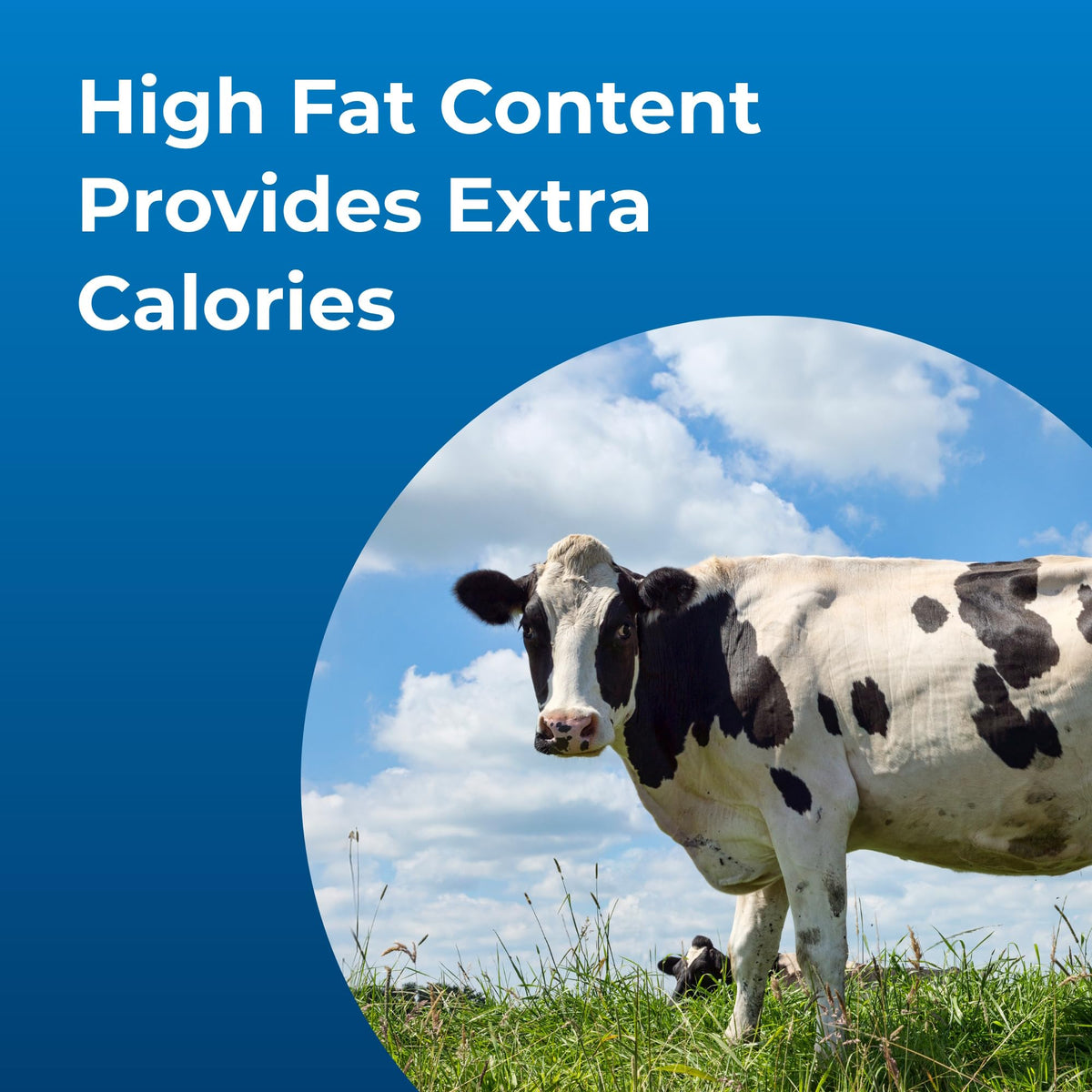 High Calorie Liquid Nutritional Supplement for Livestock 1 Gallon R615