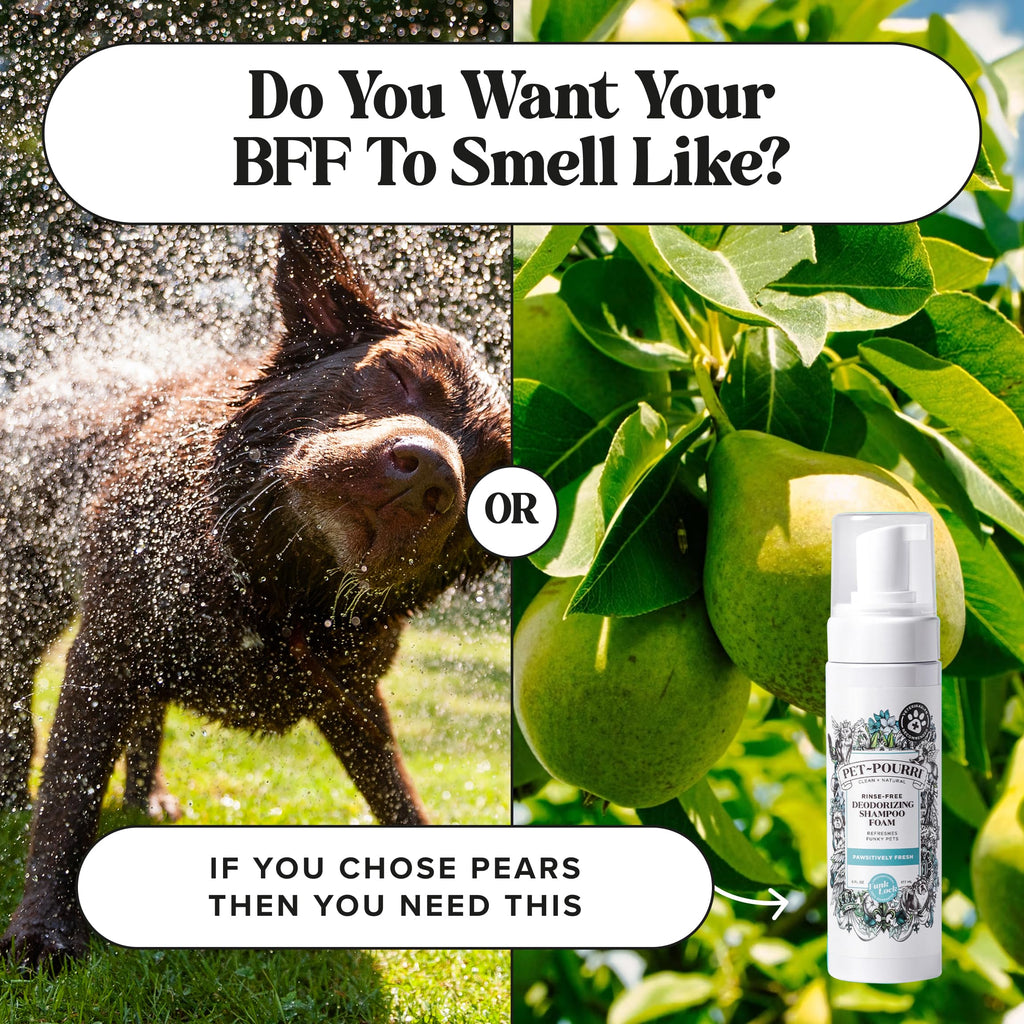 Rinse-Free Deodorizing Dry Shampoo for Dogs & Cats, 6 Fl Oz X52427